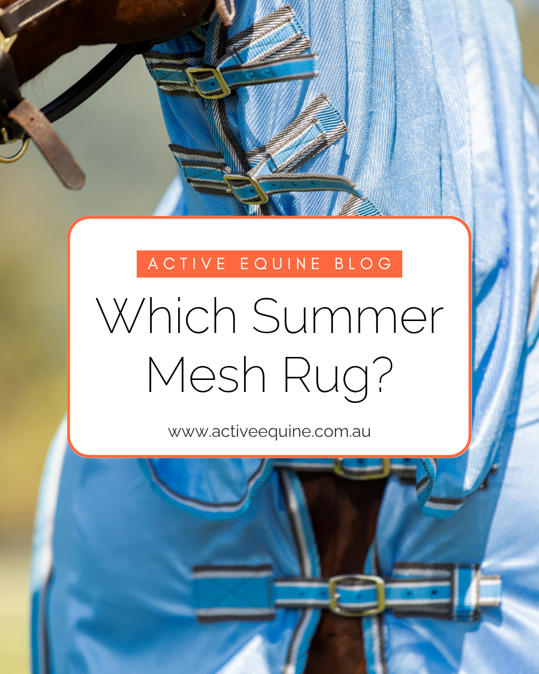 Comparing Summer Rugs: Full Mesh, Hybrid Mesh, Dura Mesh & Flag Rugs for Australian Horses