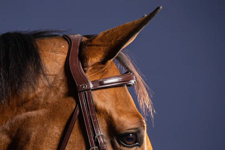 Anatomic Flash Noseband Bridle | Dyon | New English - Active Equine