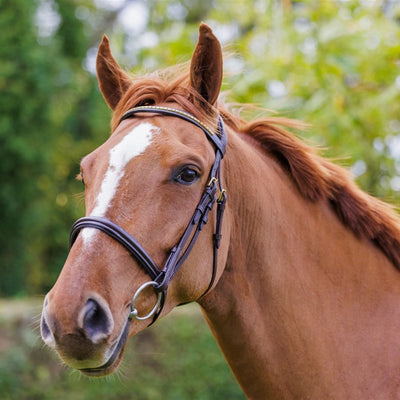 Brass Jumping Bridle (cinch browband) | Active Equine - Active Equine