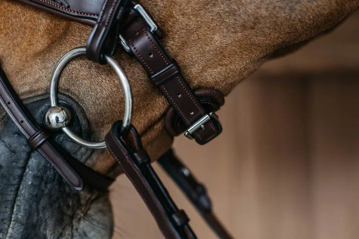 Plaited Flash Noseband Bridle with Pull back | Dyon | New English - Active Equine