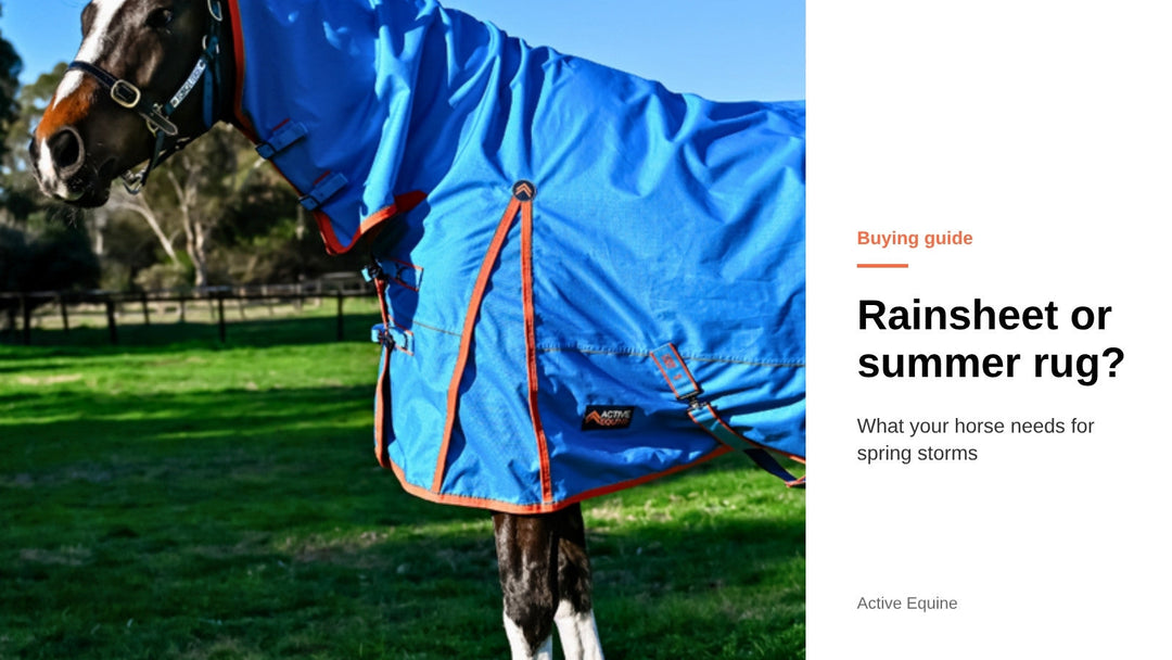 Horse wearing the AE StormShield Rainsheet 0g Combo in a paddock