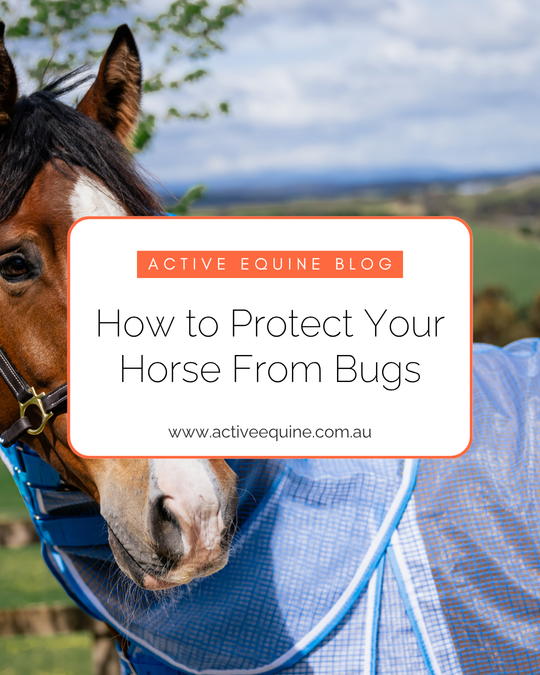 How to Protect Your Horse from Bugs in the Australian Summer