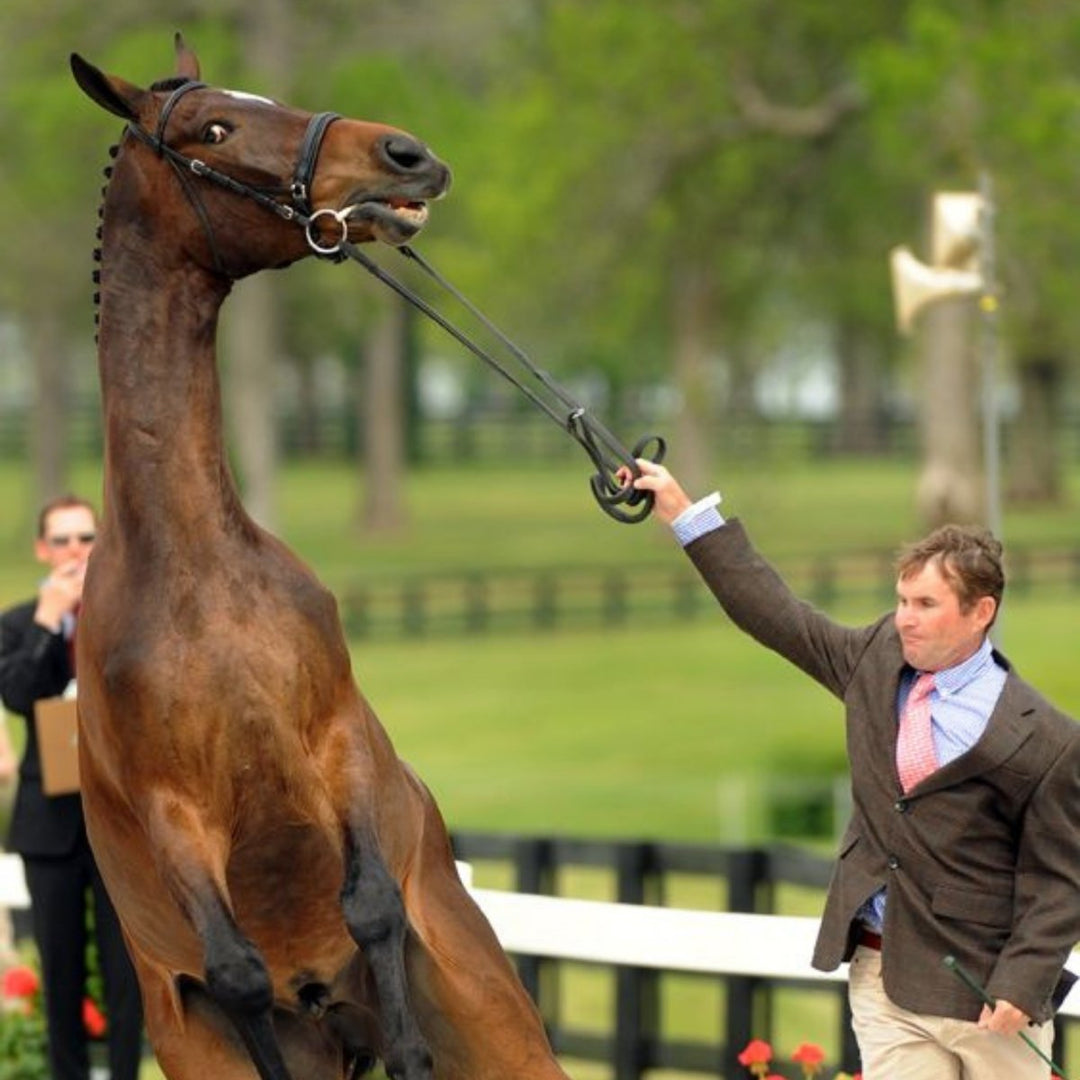 Helping Noise Sensitive Horses - Active Equine