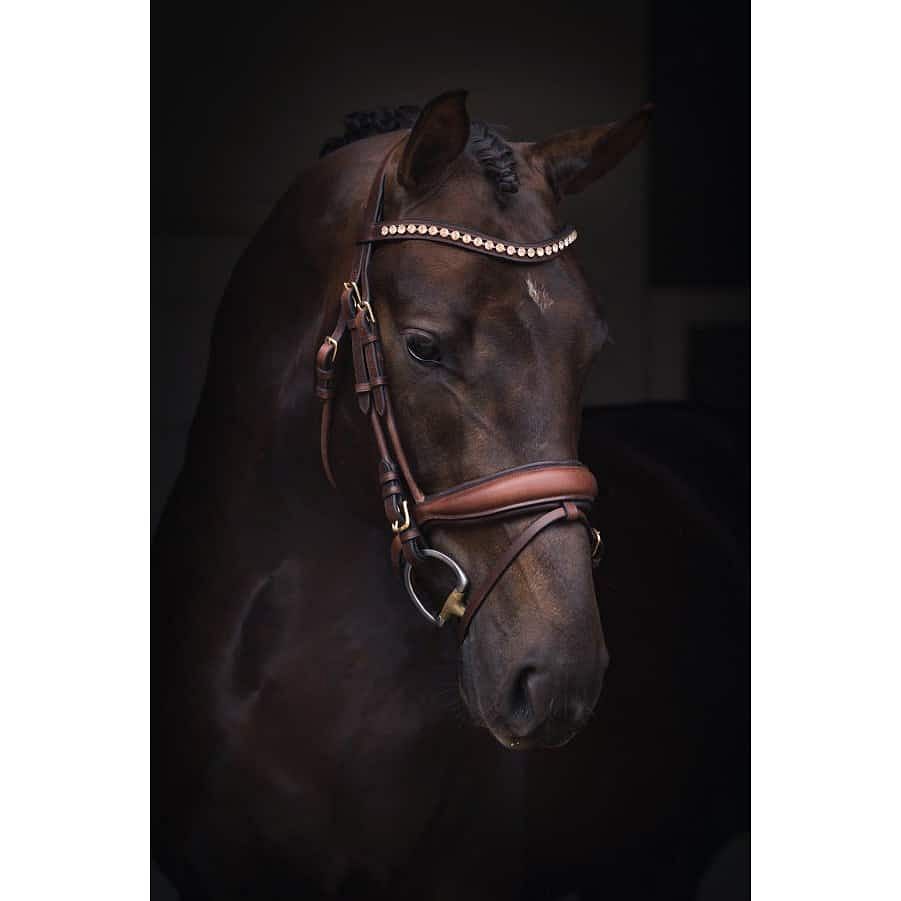 How To Fit A Bridle - CORRECTLY! - Active Equine