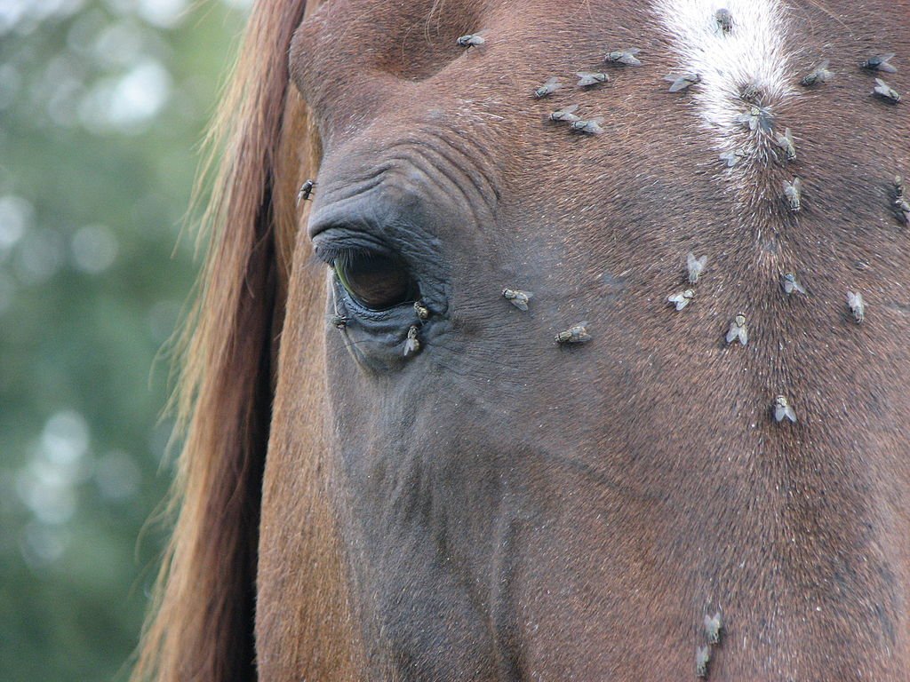 Is Your Horse Bugging Out? - Active Equine