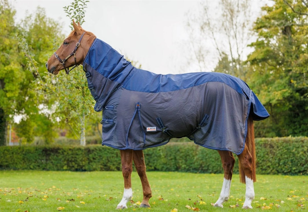 horse riding gear online - Active Equine