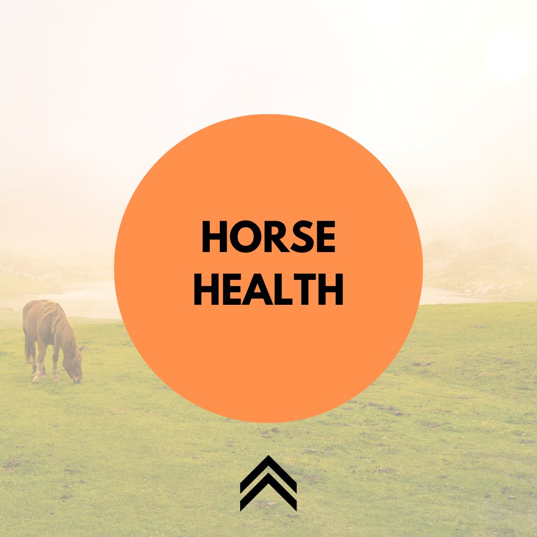 Horse Health - Active Equine