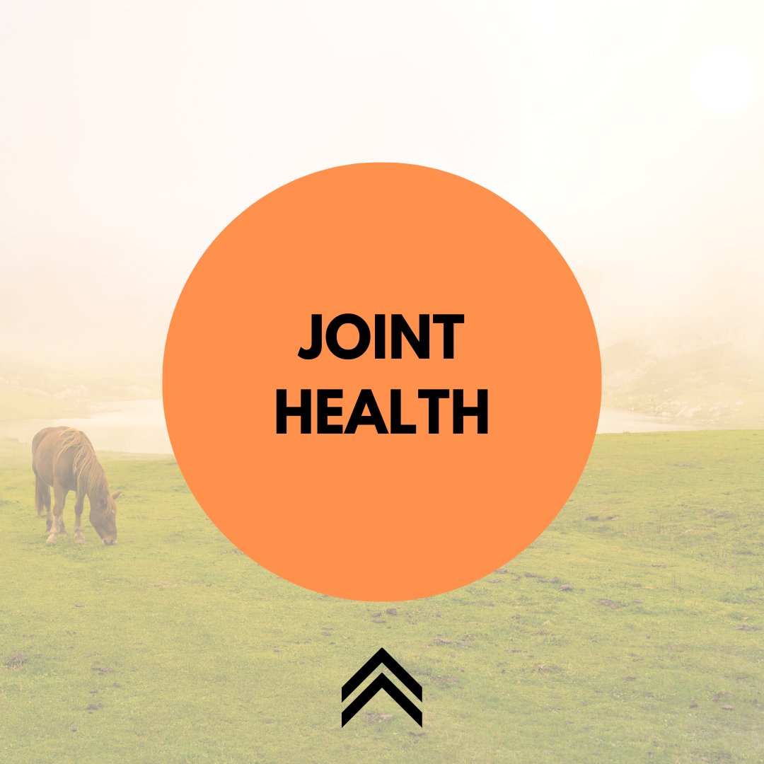 Joint Health - Active Equine