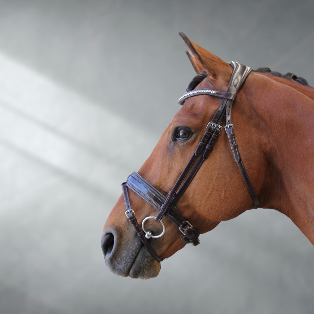 Ritmo Equestrian Bridles | Active Equine