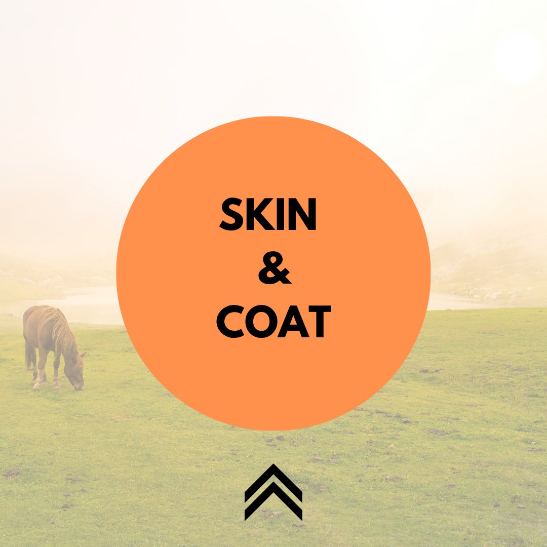 Skin & Coat - Active Equine