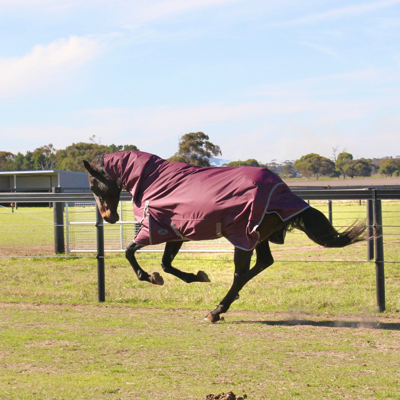 Winter Horse Rugs - Active Equine