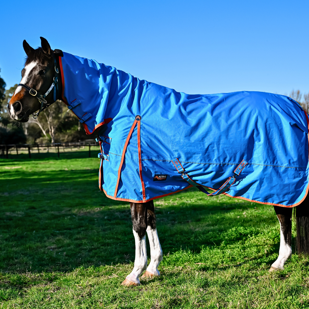 New Horse Gear