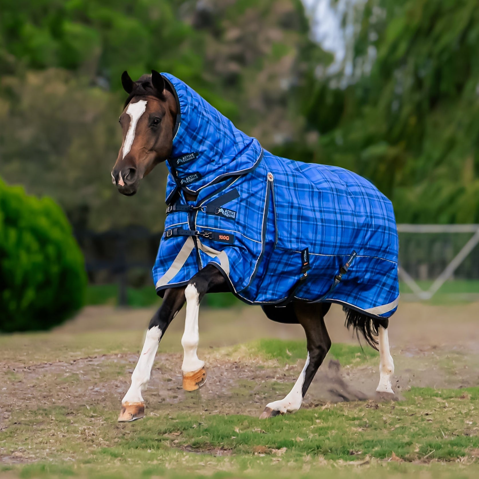 New Horse Gear