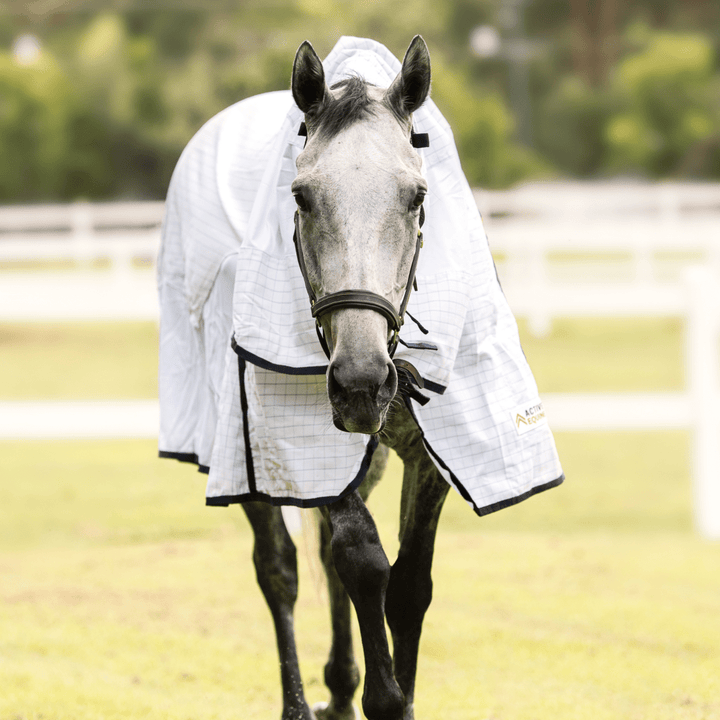 AE Everyday Hybrid Combo - Active Equine