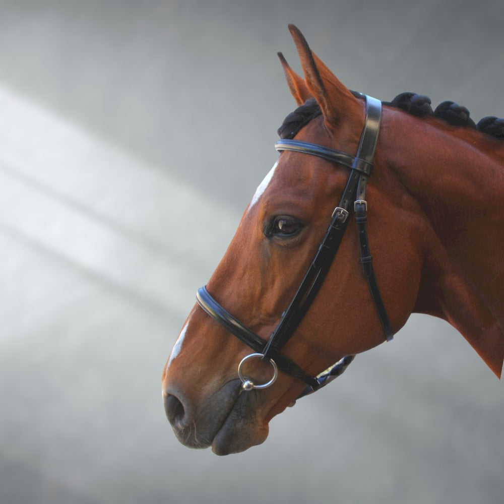 OUTLET Raised Leather Show Bridle | Active Equine - Active Equine