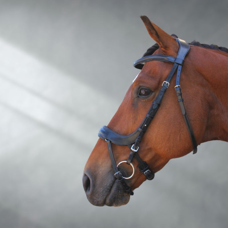 Anatomic Bridle (sensitive horses) + BONUS Bridle Bag | Active Equine - Active Equine