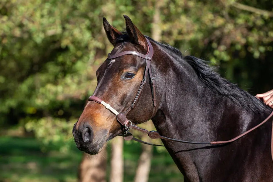 Bitless Bridle | La Cense by Dyon - Active Equine