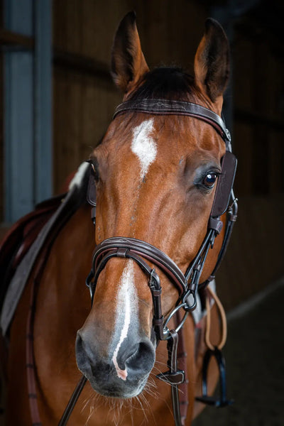 Blinkers | Dyon - Active Equine