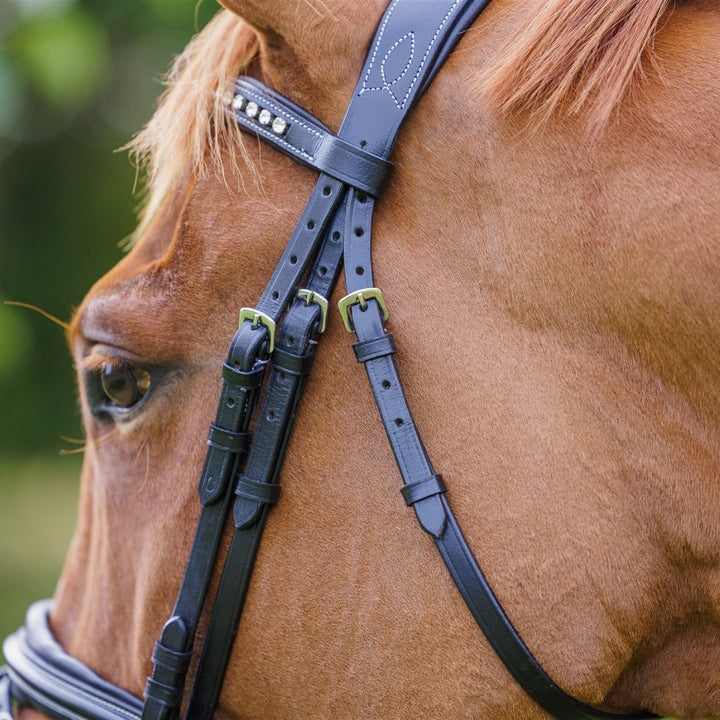 Comfort Show Bridle | Dressage - Active Equine