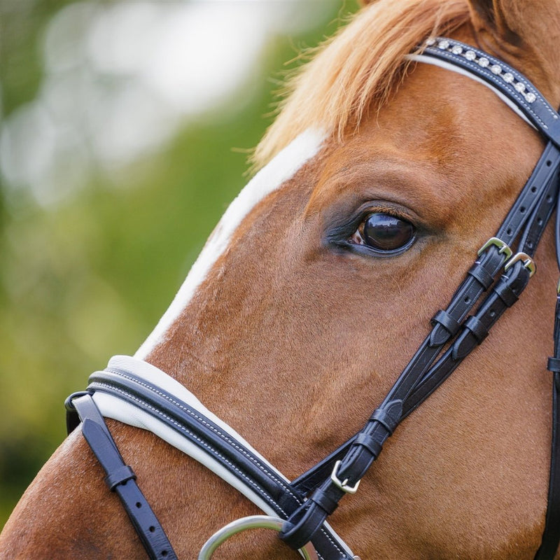 Comfort Show Bridle | Dressage - Active Equine