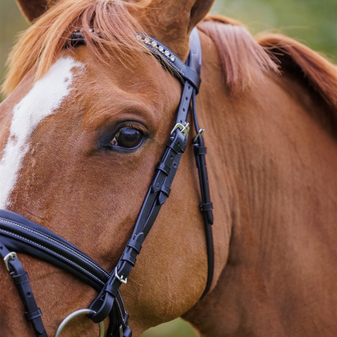 Comfort Show Bridle | Dressage - Active Equine