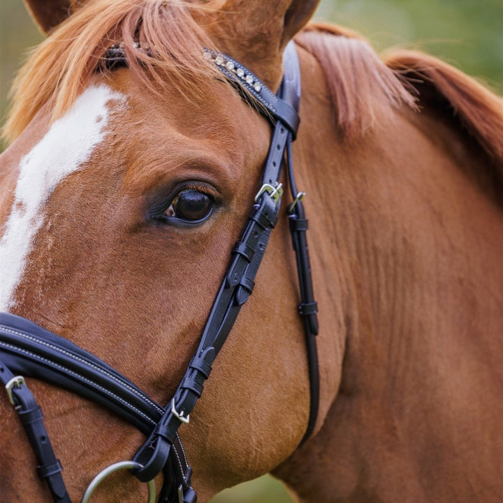 Comfort Show Bridle | Dressage - Active Equine