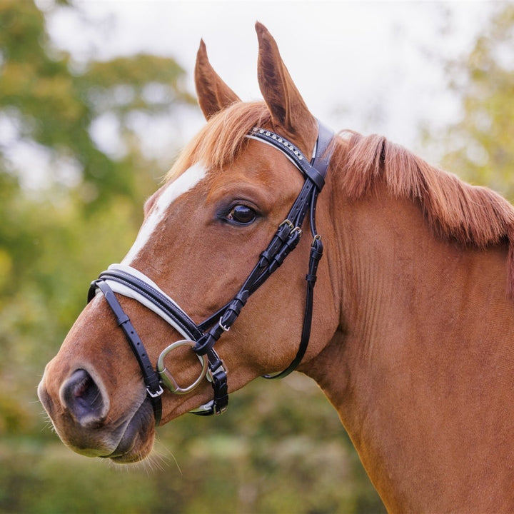 Comfort Show Bridle | Dressage - Active Equine