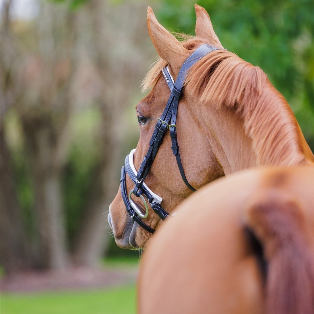 Comfort Show Bridle | Dressage - Active Equine