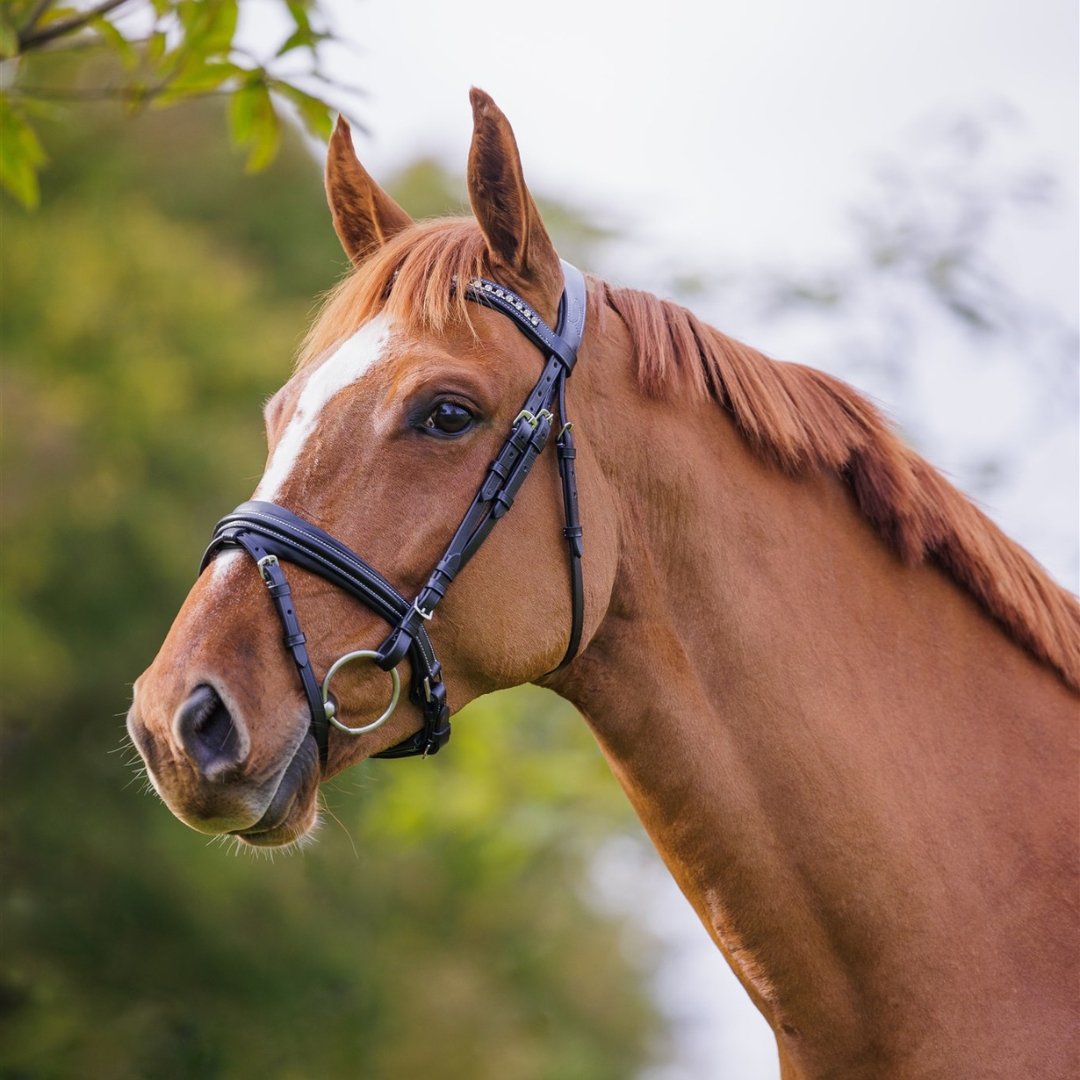 Comfort Show Bridle | Dressage - Active Equine