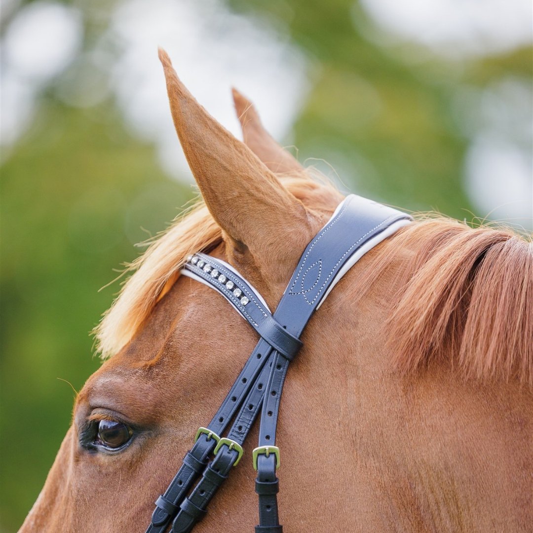 Comfort Show Bridle | Dressage - Active Equine