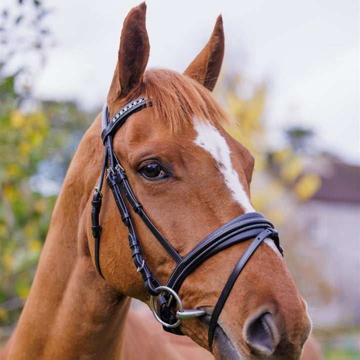 Comfort Show Bridle | Dressage - Active Equine