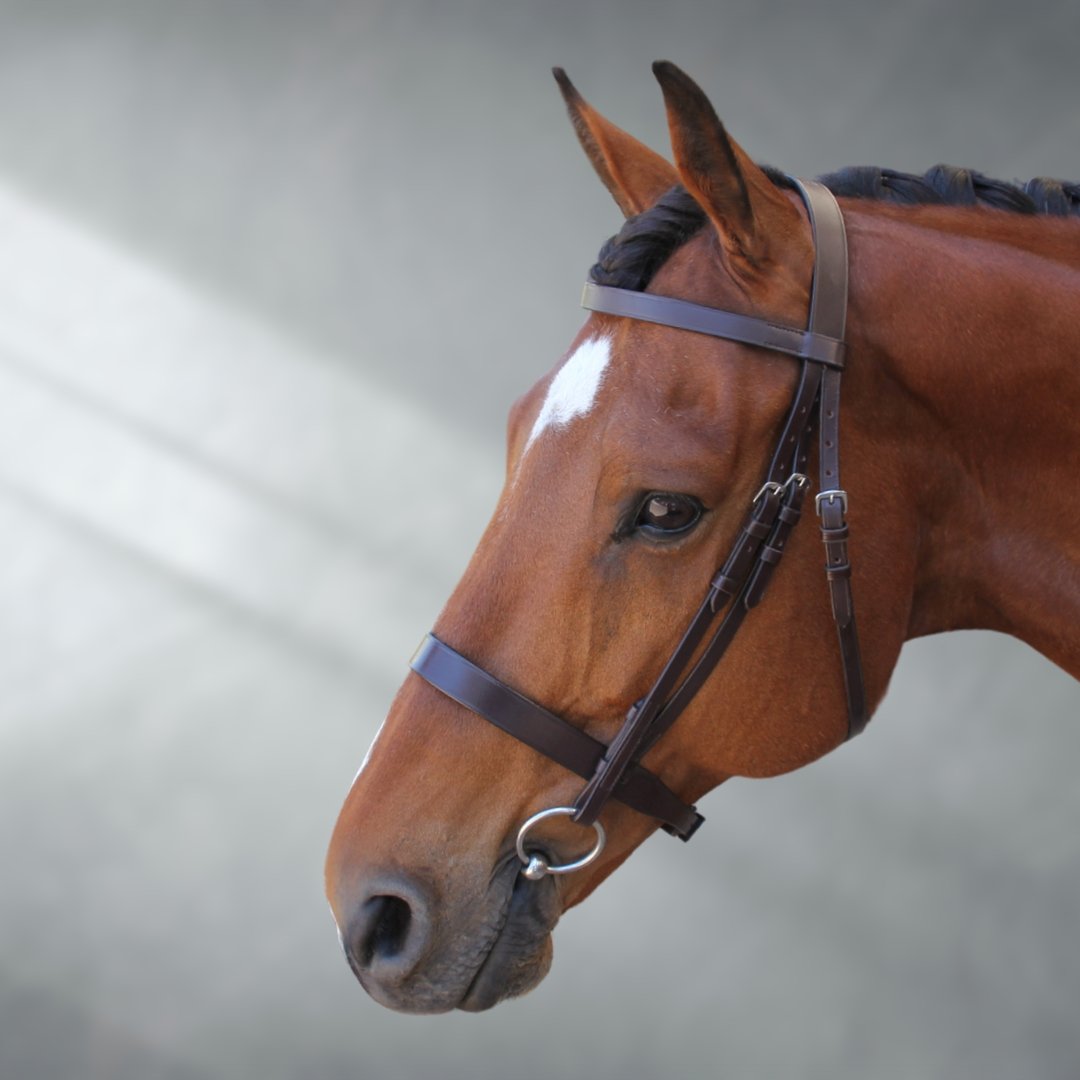 Flat Show Bridle (hunter & hack) + Bonus Bridle Bag | Active Equine - Active Equine