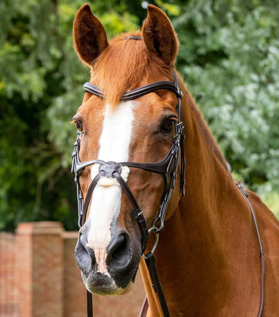 Horse Bridle - PEI Glorioso Grackle Bridle - Active Equine