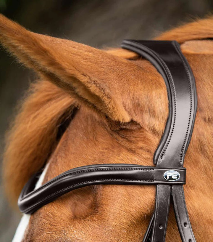 PEI Glorioso Grackle Bridle - Active Equine