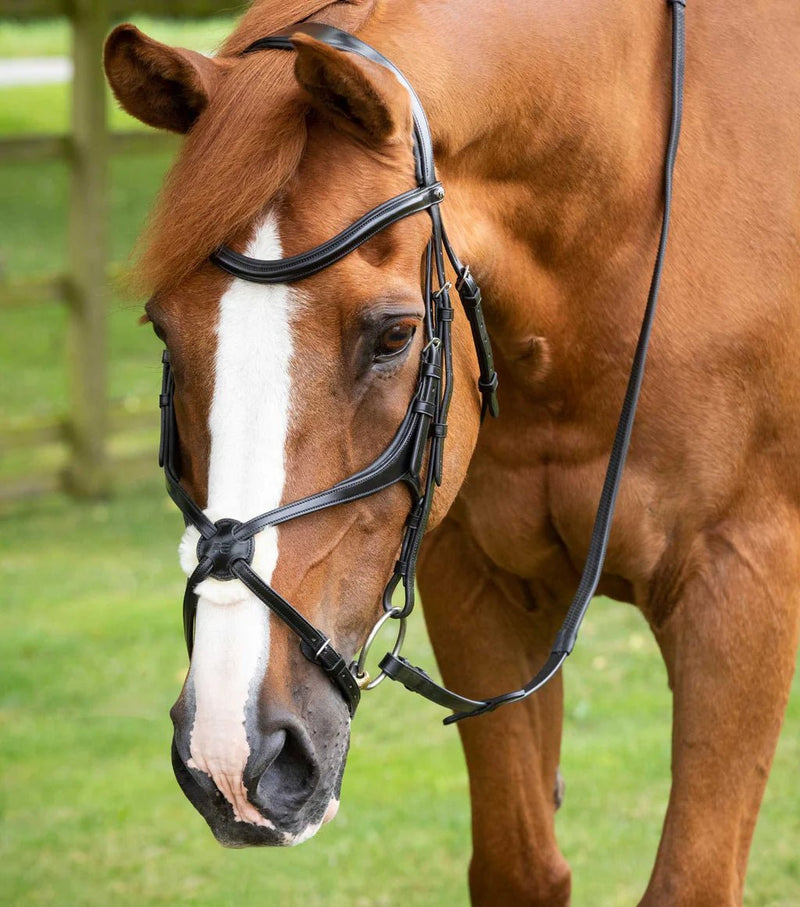 Horse Bridles - PEI Glorioso Grackle - Active Equine