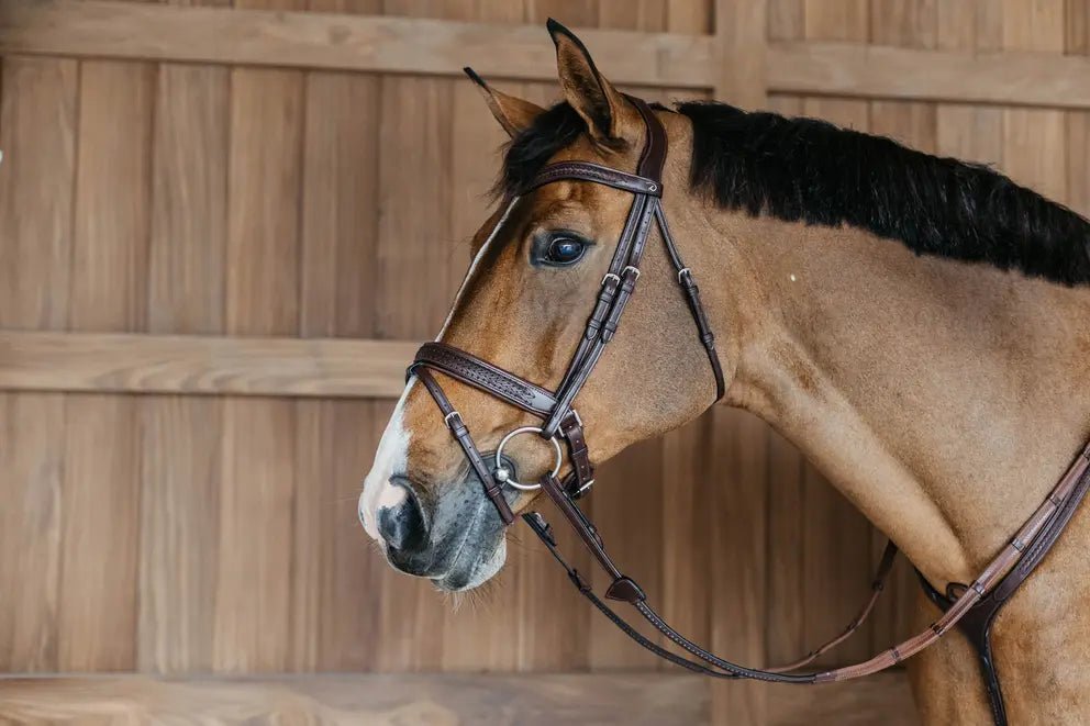 Plaited Flash Noseband Bridle with Pull back | Dyon | New English - Active Equine