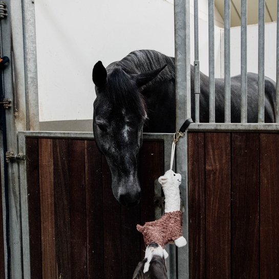 Horse Toys - Alpaca Equine Therapy - Kentucky Horsewear - Active Equine