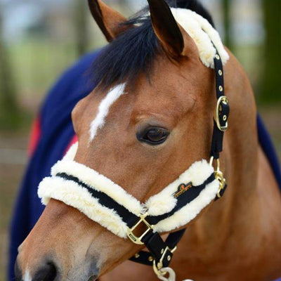 Sheepskin Horse Halter (cob & full size) | Kentucky Horsewear - Active Equine