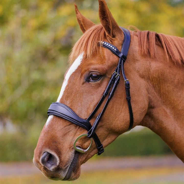 SOLACE Removable Flash Anatomic Bridle Italian Leather + BONUS Bag | Ritmo - Active Equine