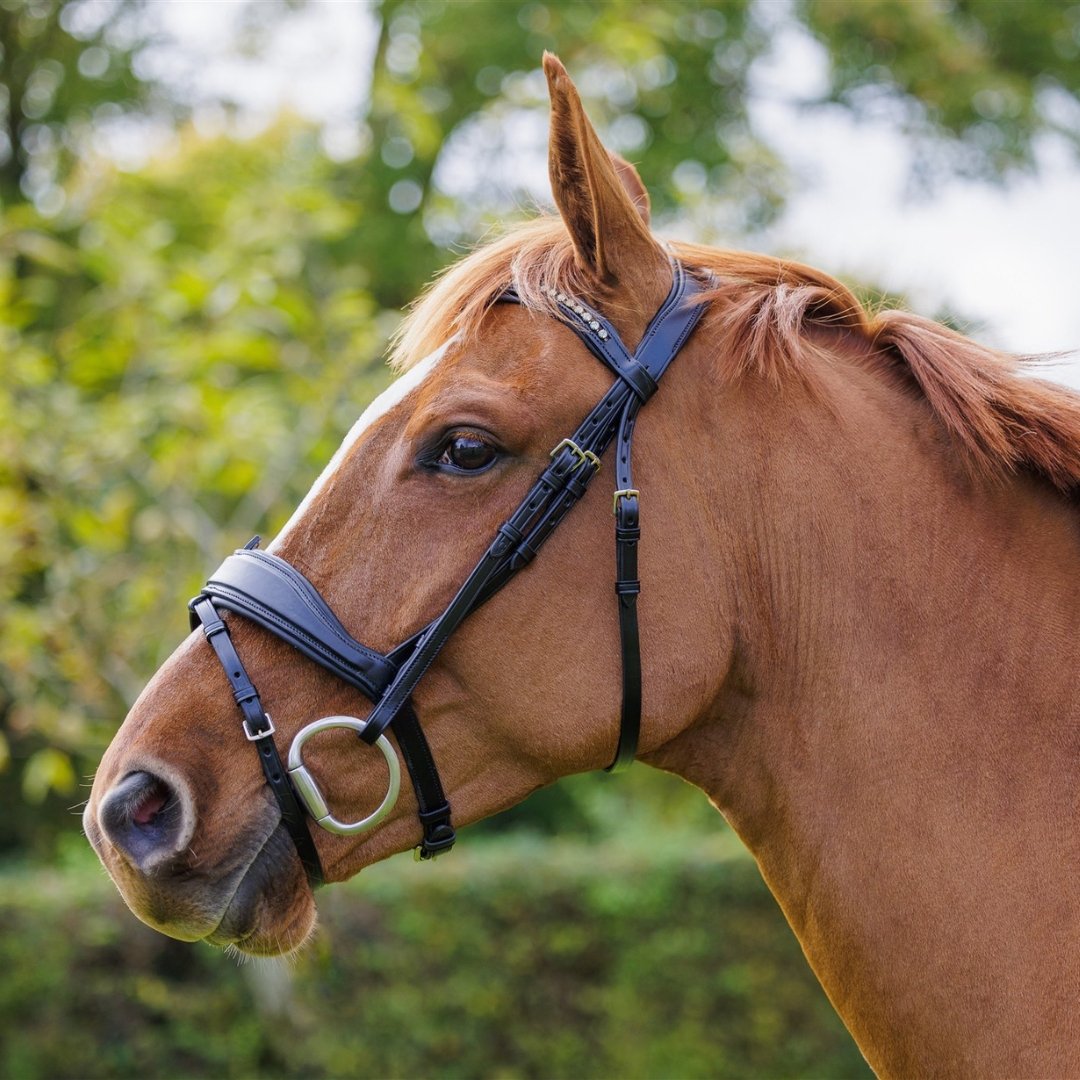 SOLACE Removable Flash Anatomic Bridle Italian Leather + BONUS Bag | Ritmo - Active Equine