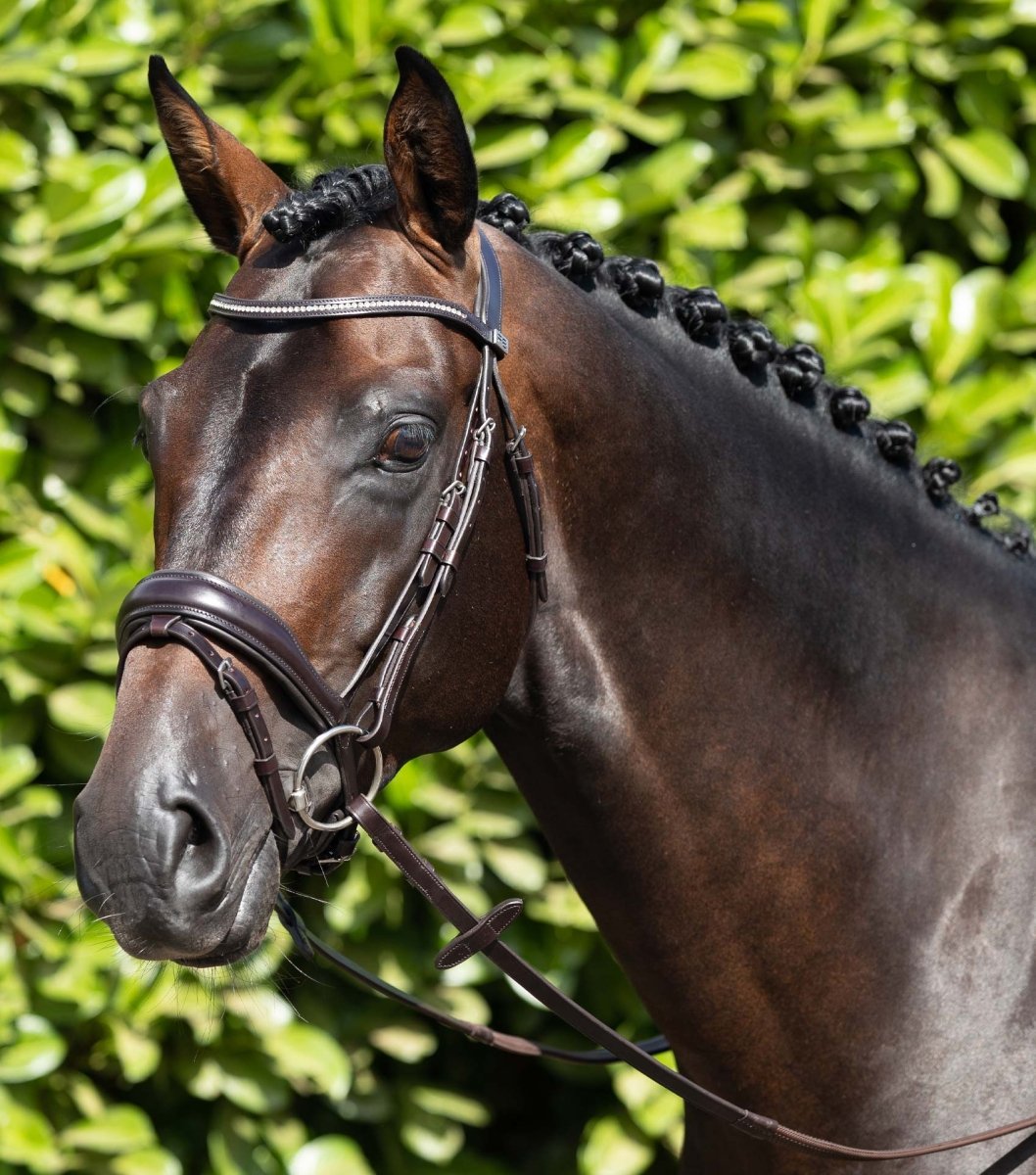 Stellazio Anatomic Snaffle Bridle with Flash - Active Equine